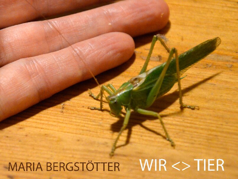 Maria Bergstötter – WIR  TIER / Crosssection I